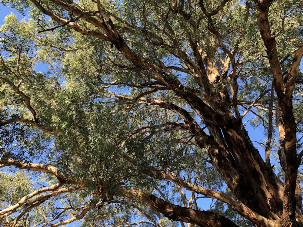 a very tall tree with lots of green leaves