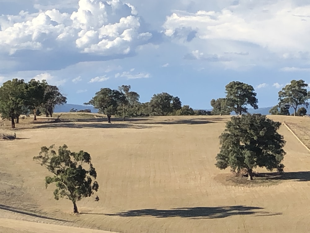 a herd of cattle grazing on top of a dry grass field