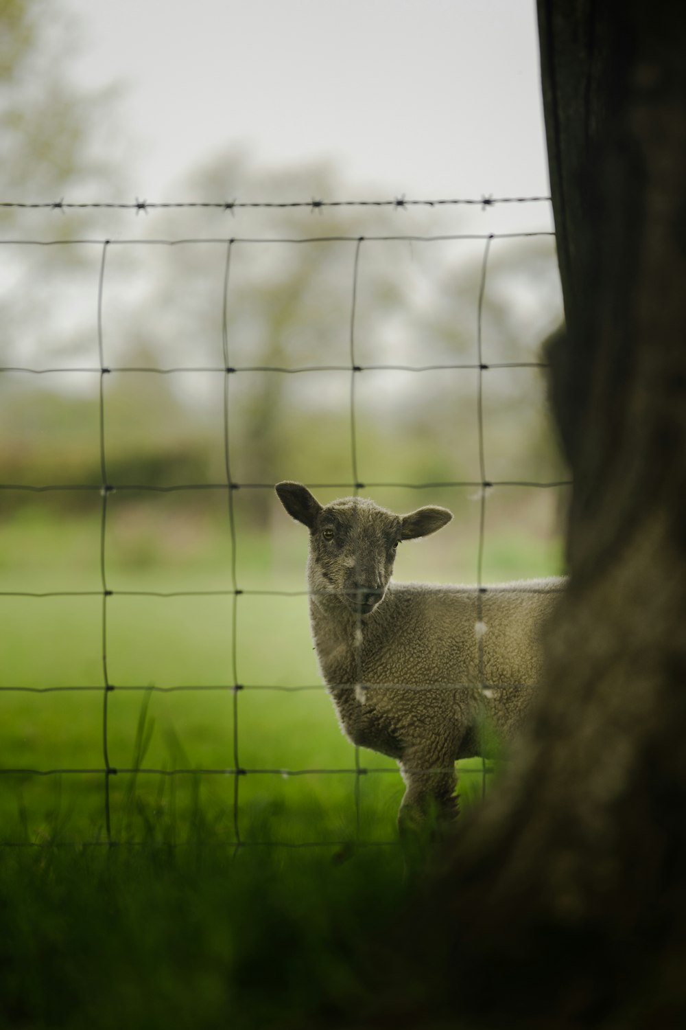 a sheep standing in the grass behind a fence