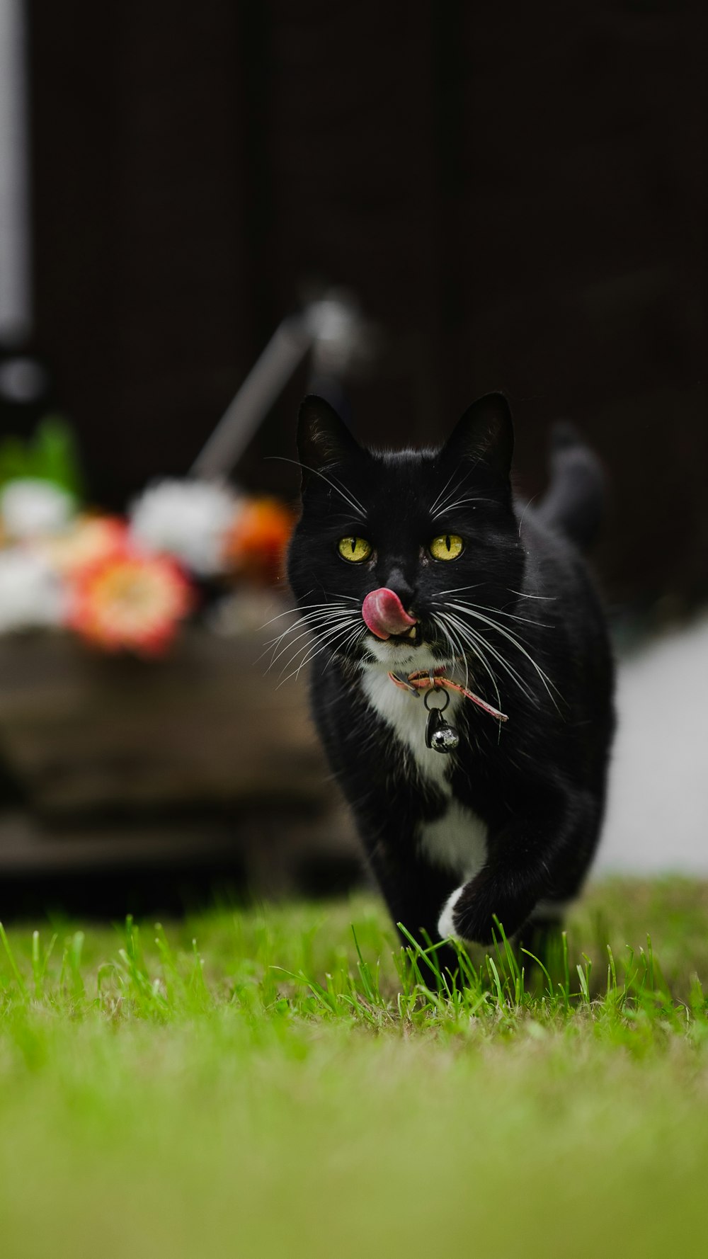 a black and white cat walking across a lush green field