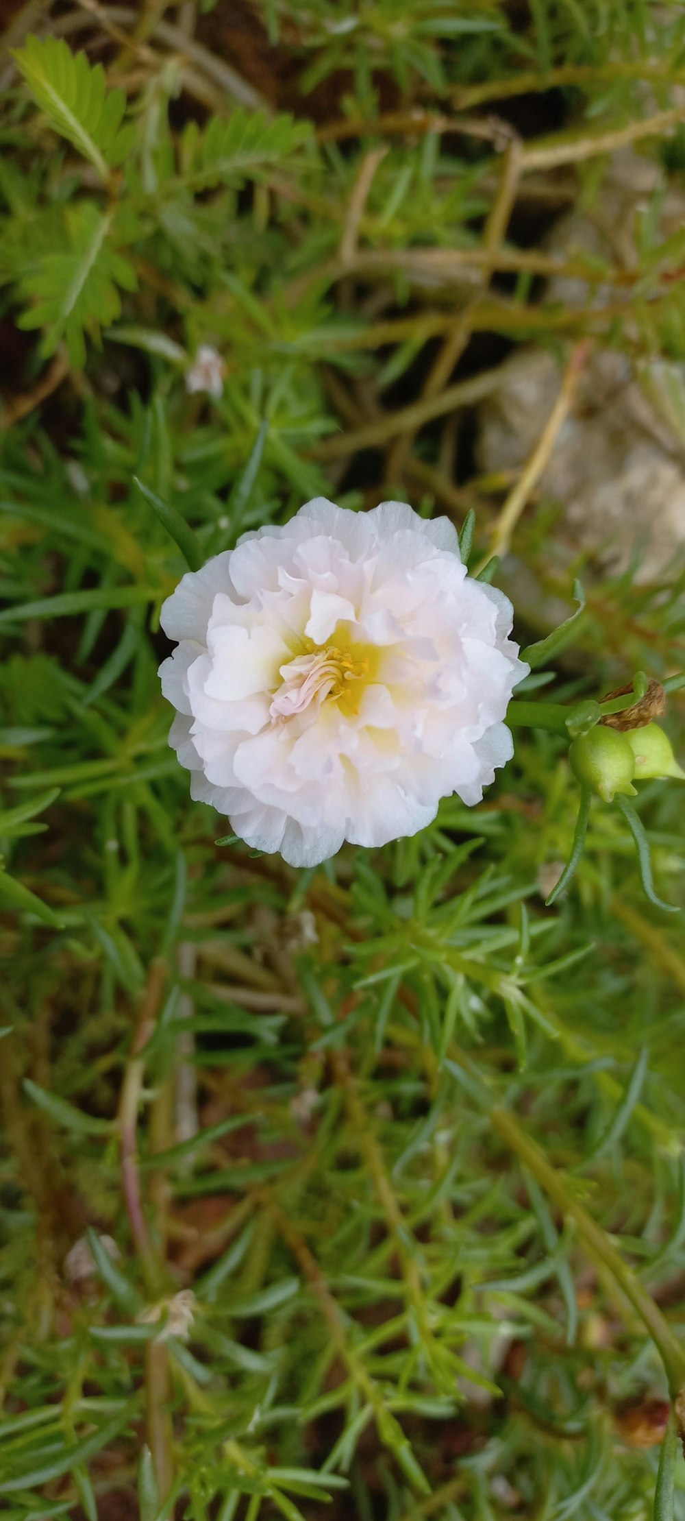 a white flower with a yellow center sitting on top of a green plant