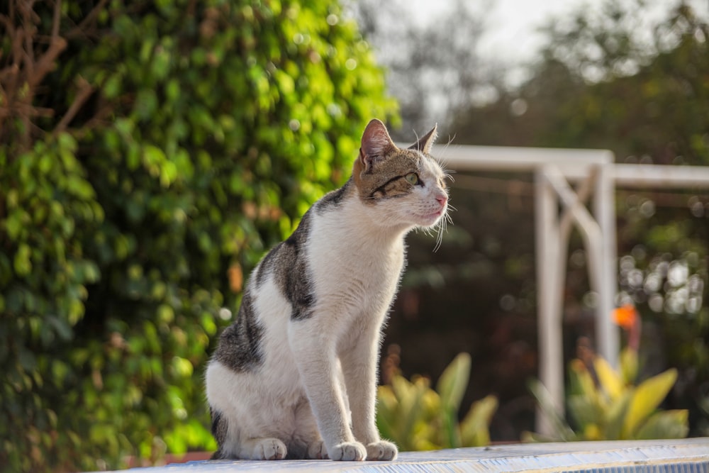 um gato cinza e branco sentado em cima de um objeto de metal