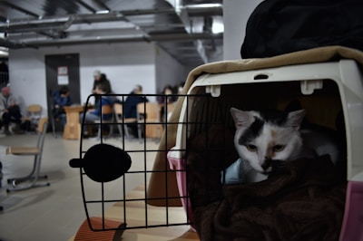 A cat sits inside a pet carrier with a blanket, looking out. In the background, people are seated on chairs in a room that appears utilitarian and industrial, possibly a waiting area.