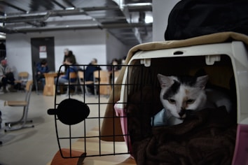 A cat sits inside a pet carrier with a blanket, looking out. In the background, people are seated on chairs in a room that appears utilitarian and industrial, possibly a waiting area.