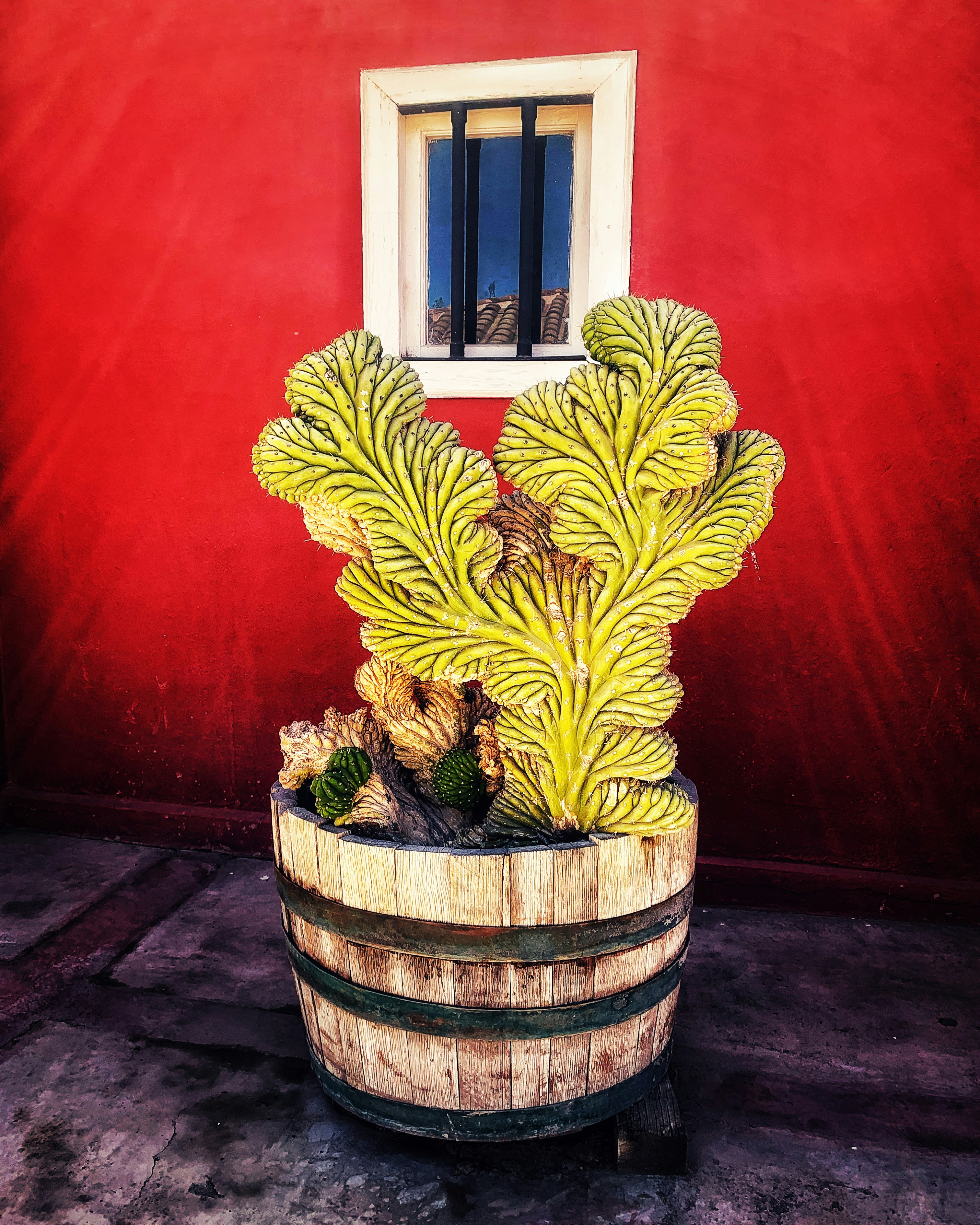 Cactus inside a house in the Elqui Valley, Chile.