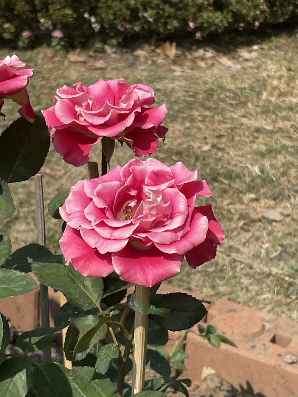 three pink roses blooming in a garden