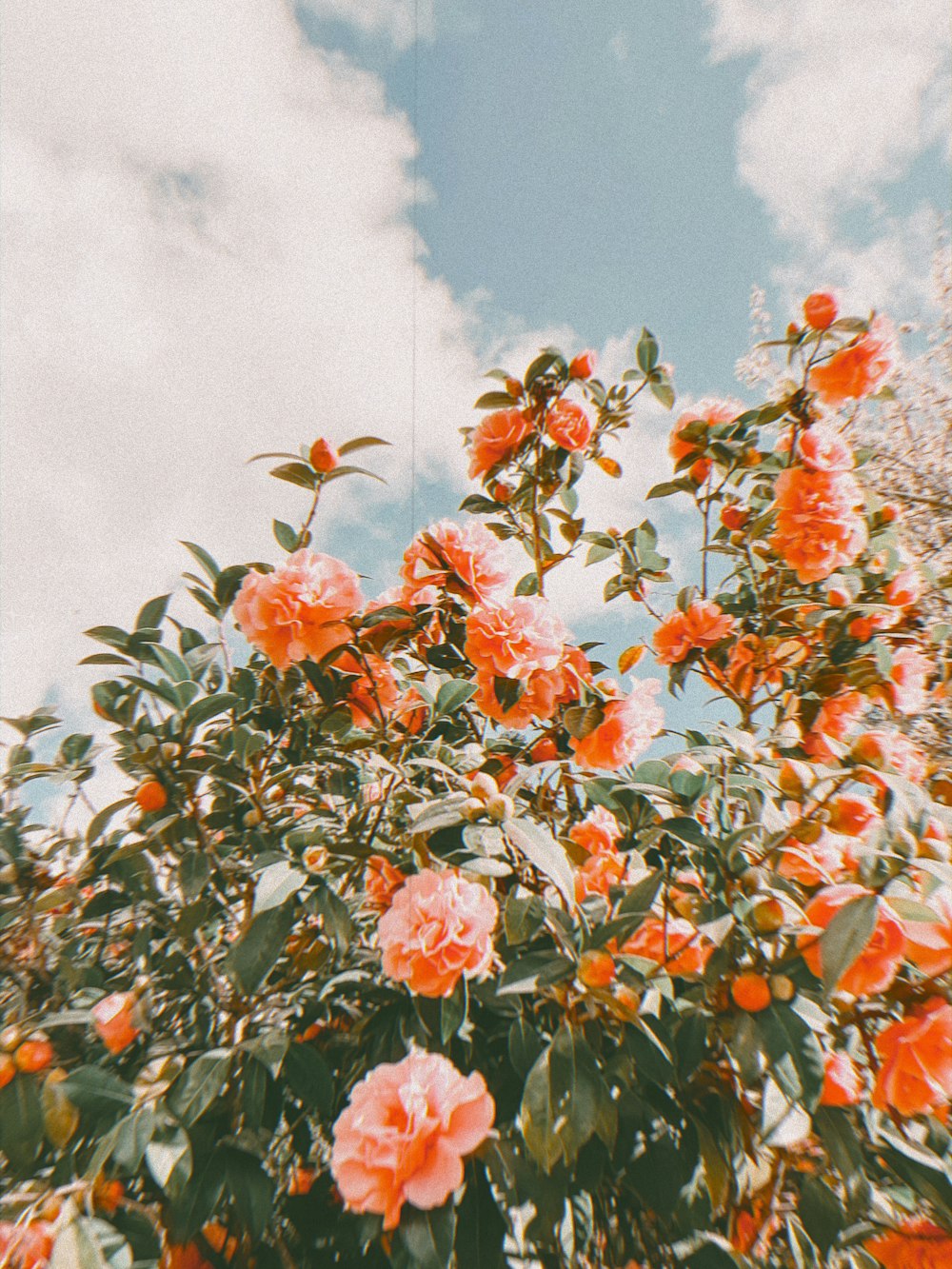 a bush of orange flowers with a blue sky in the background