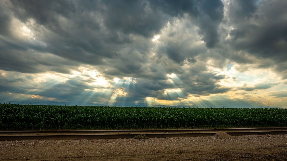 a field of corn under a cloudy sky