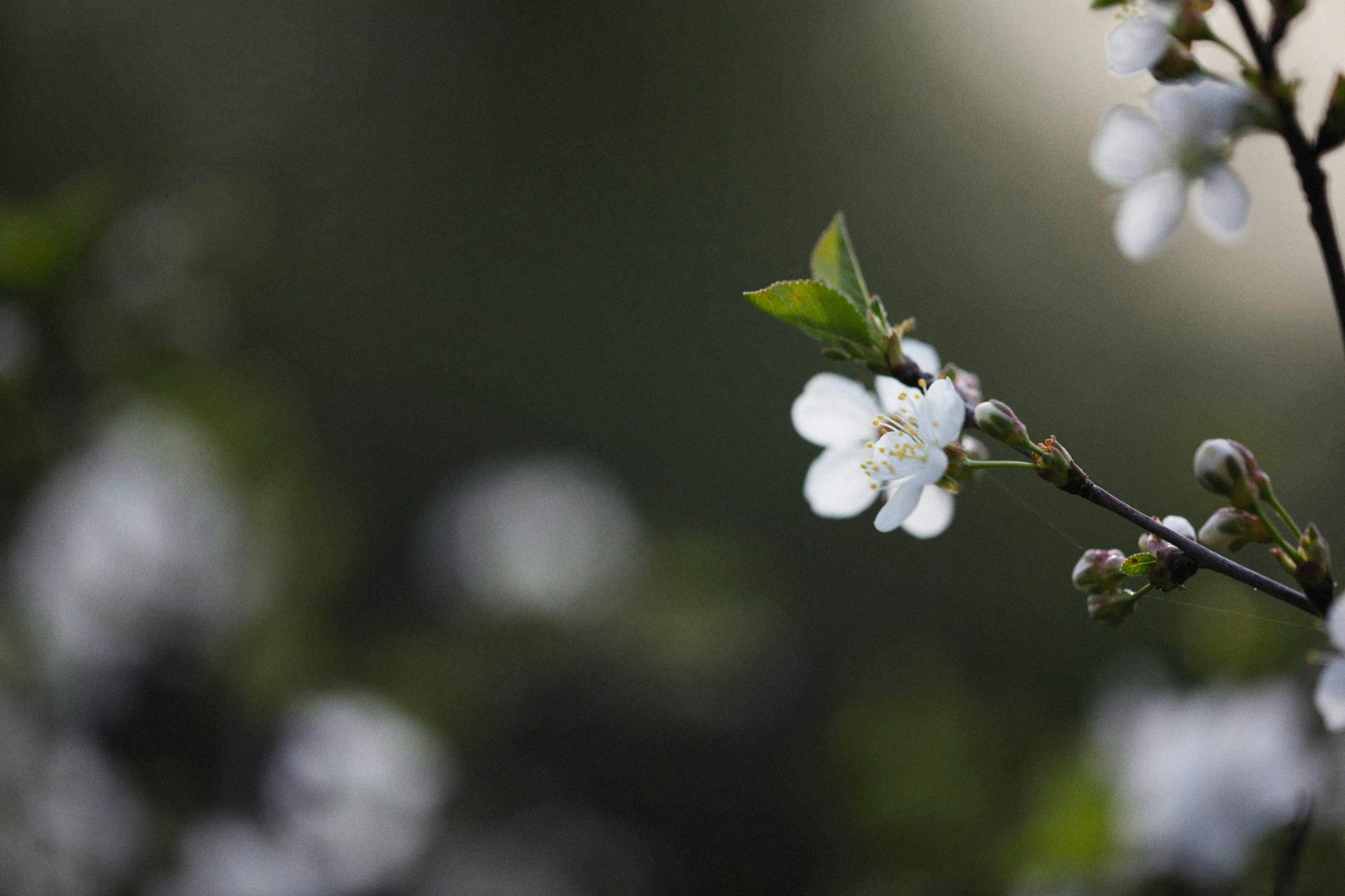 Photo by alexeydemidov