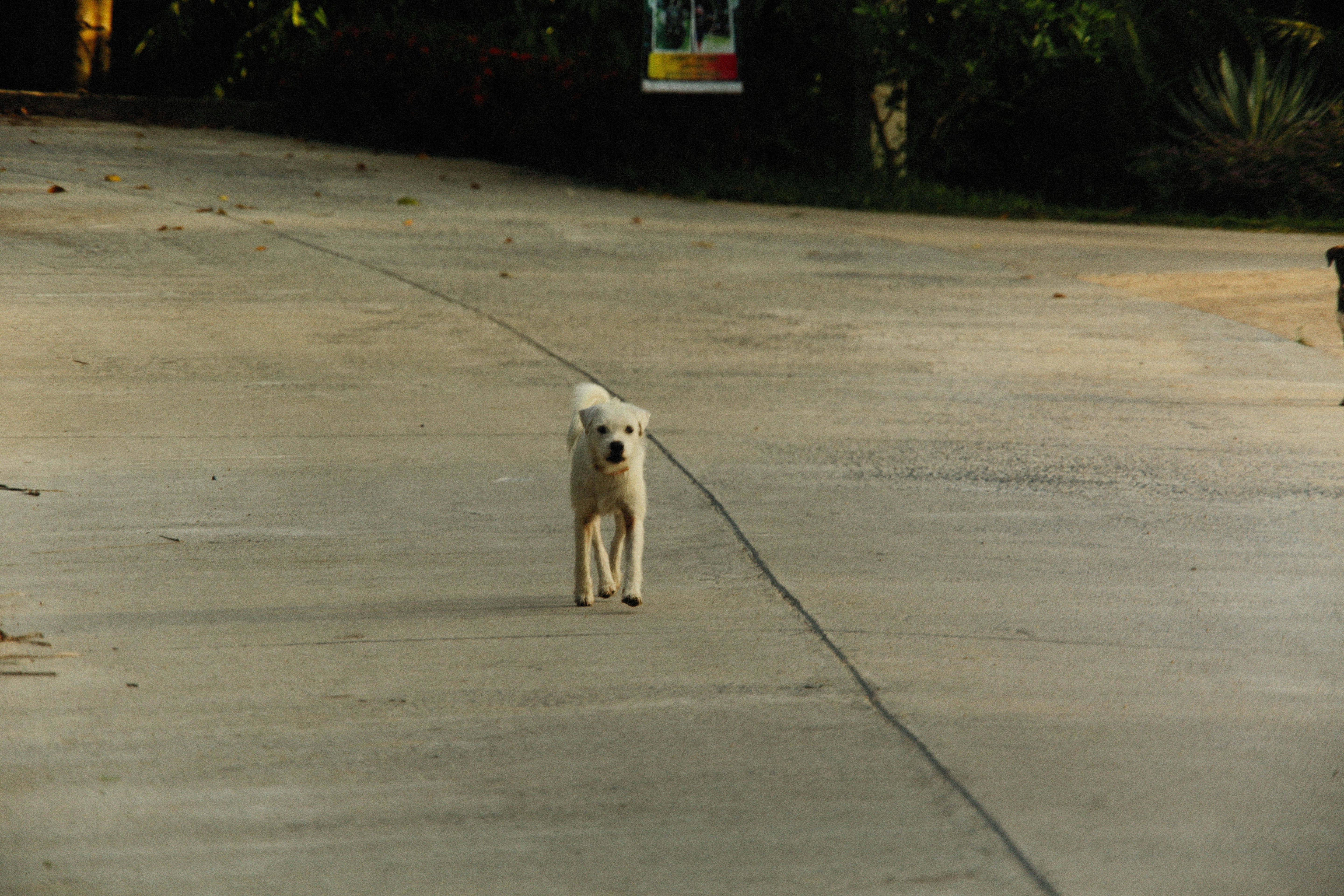 Sensory Health Insights from Listening Behavior