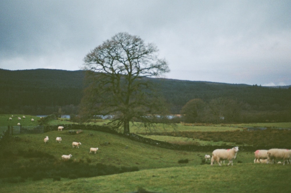 Eine Schafherde grast auf einem üppigen grünen Hügel