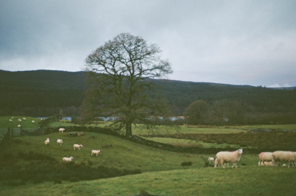 a herd of sheep grazing on a lush green hillside