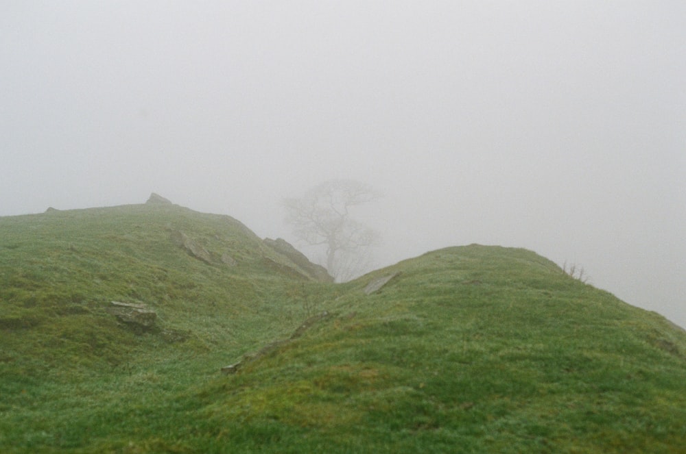 a lone tree on top of a grassy hill