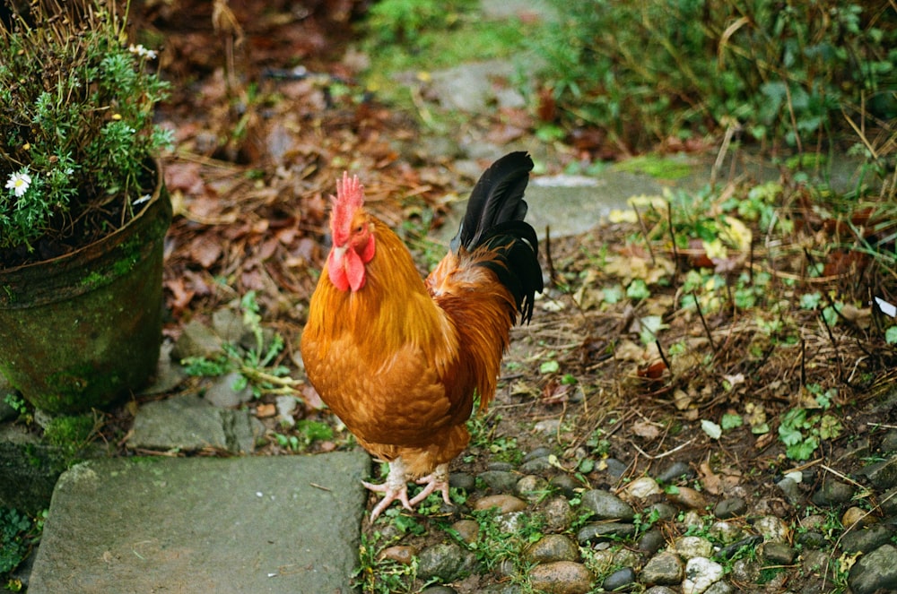 a rooster is standing on some rocks near a potted plant