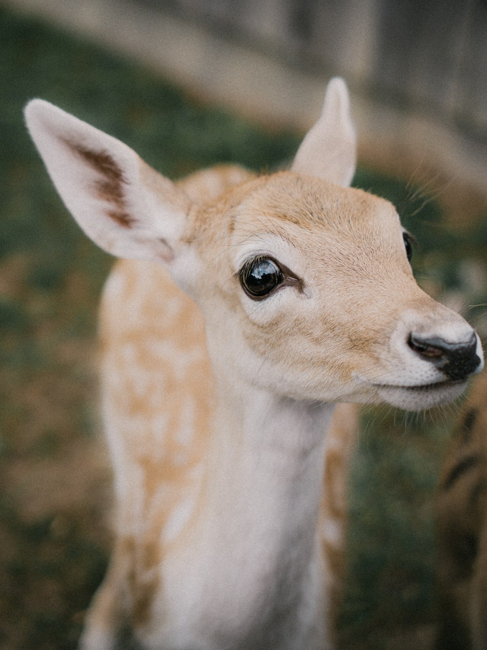 a baby deer standing on top of a lush green field
