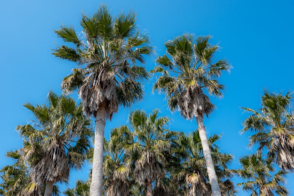 a group of palm trees against a blue sky