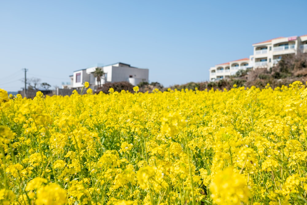 a field full of yellow flowers next to a building