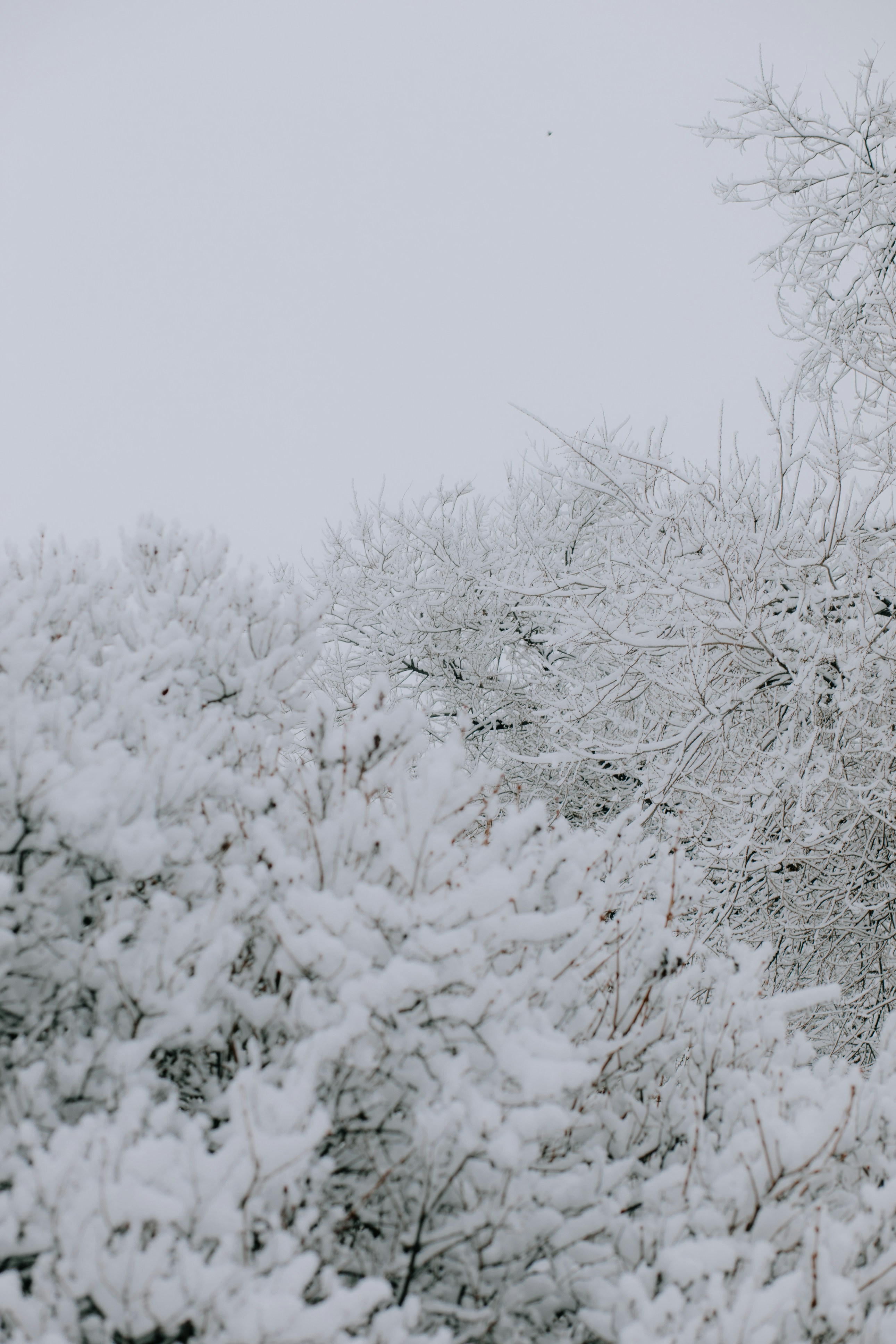 Photo by marsupialpudding