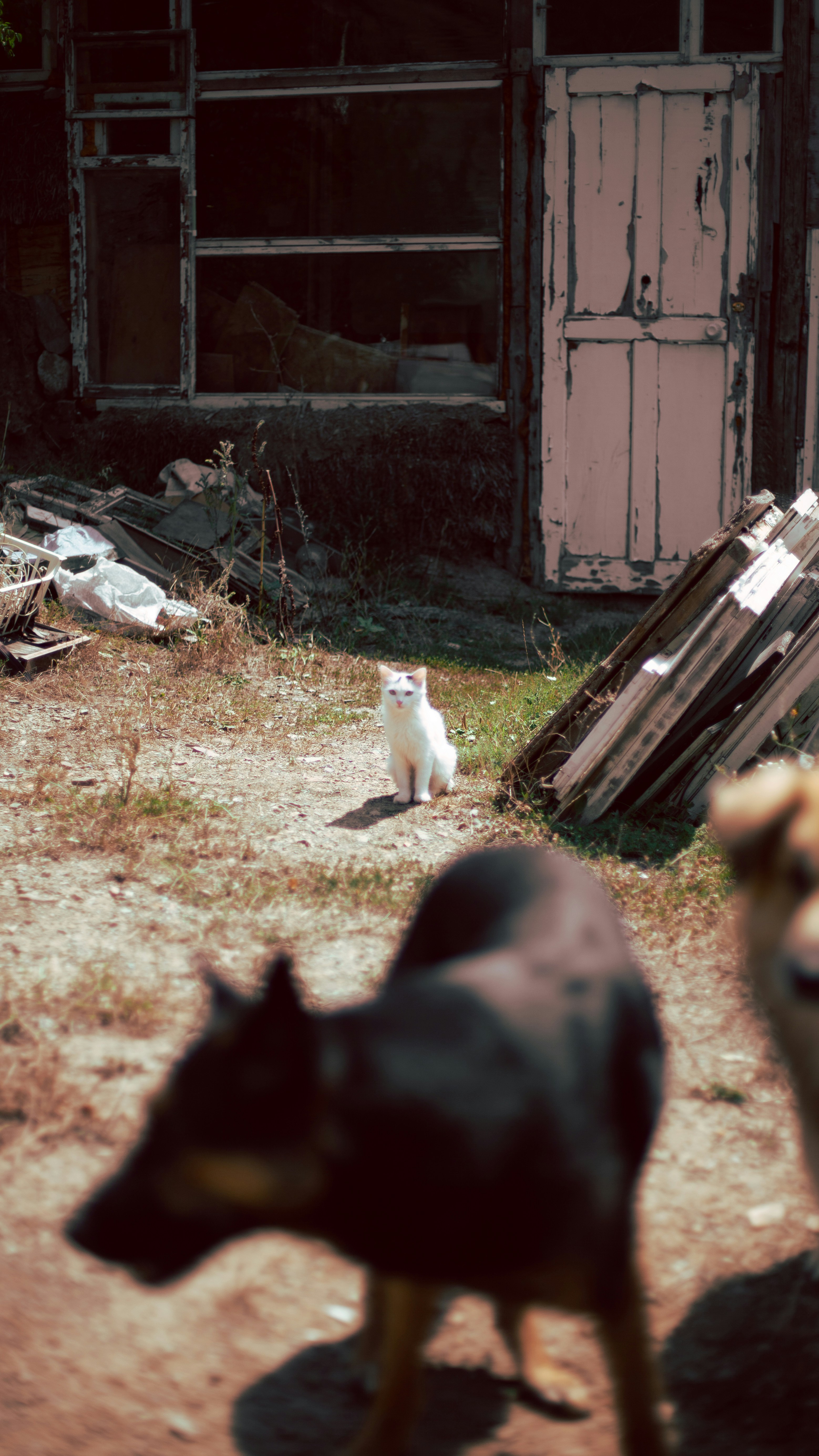 a black and white dog and a brown and white dog