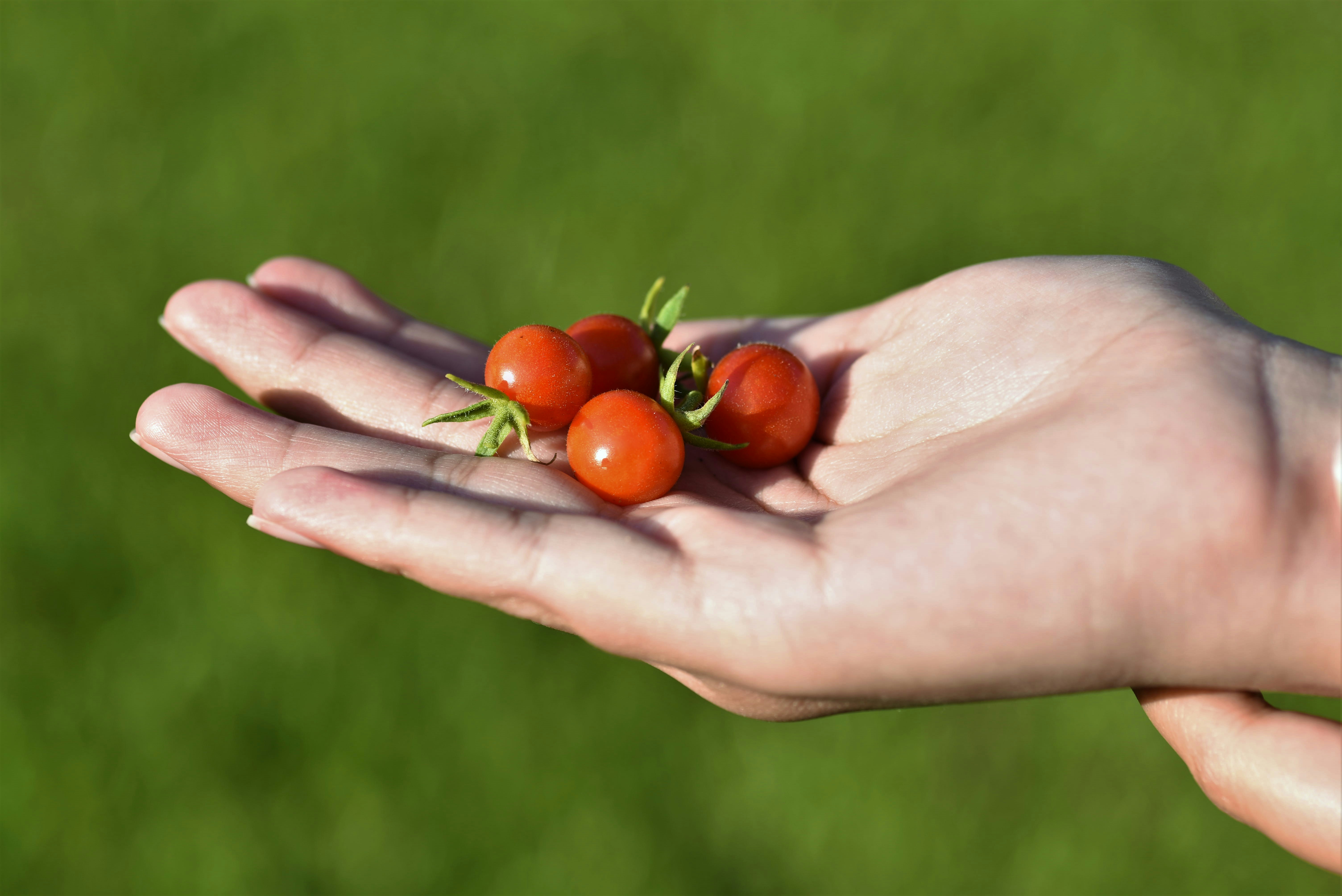 Fresh organic tomatoes in hand