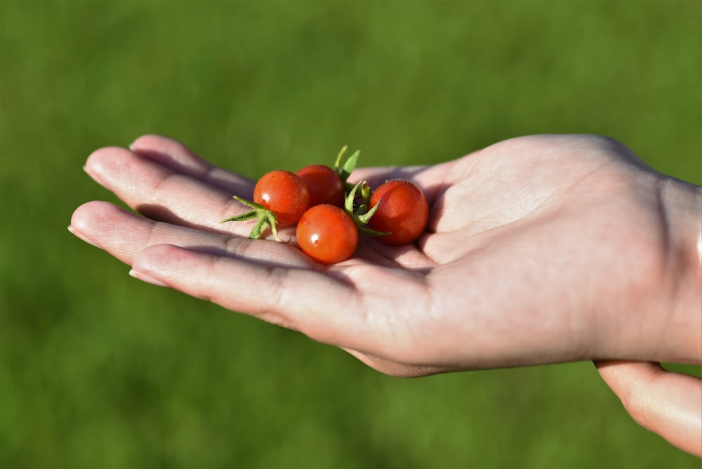a person's hand holding a handful of cherry tomatoes