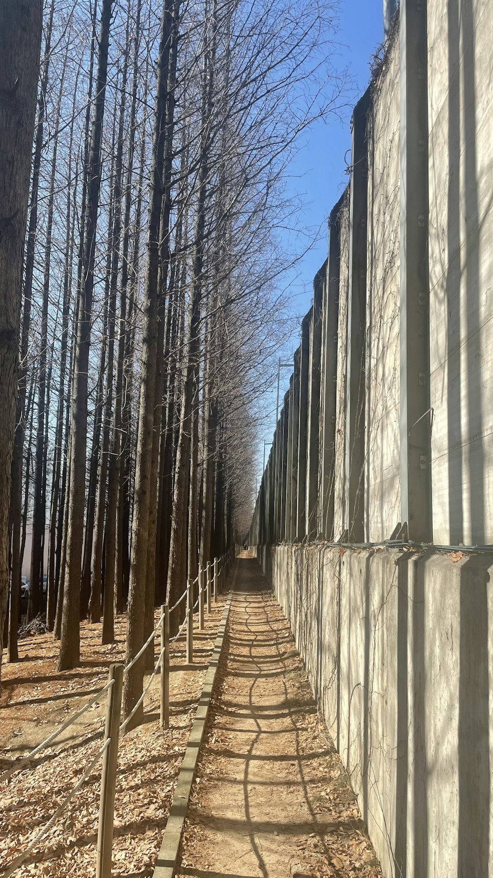 a line of trees next to a concrete wall