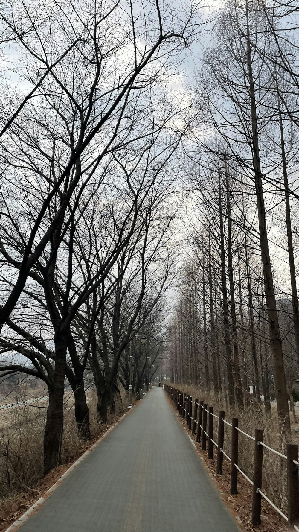 a paved road surrounded by bare trees on a cloudy day