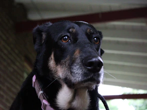 A close-up of Potato's curious eyes framed by a bubblegum pink collar.