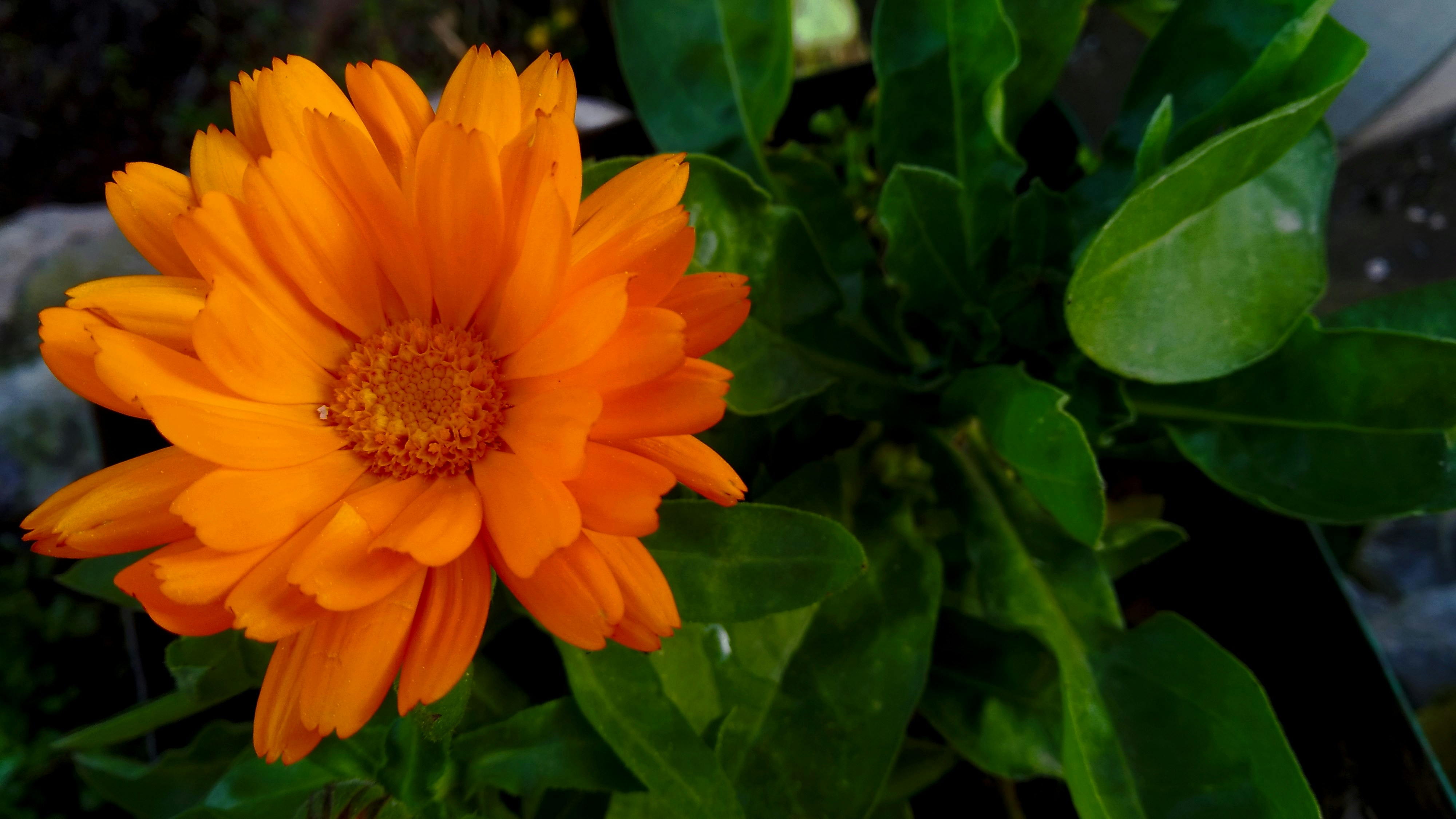 Photo by dendrophile