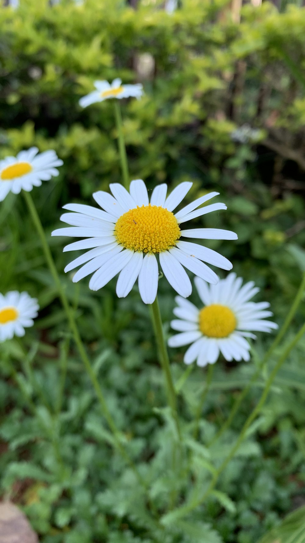 a bunch of white and yellow flowers in a field