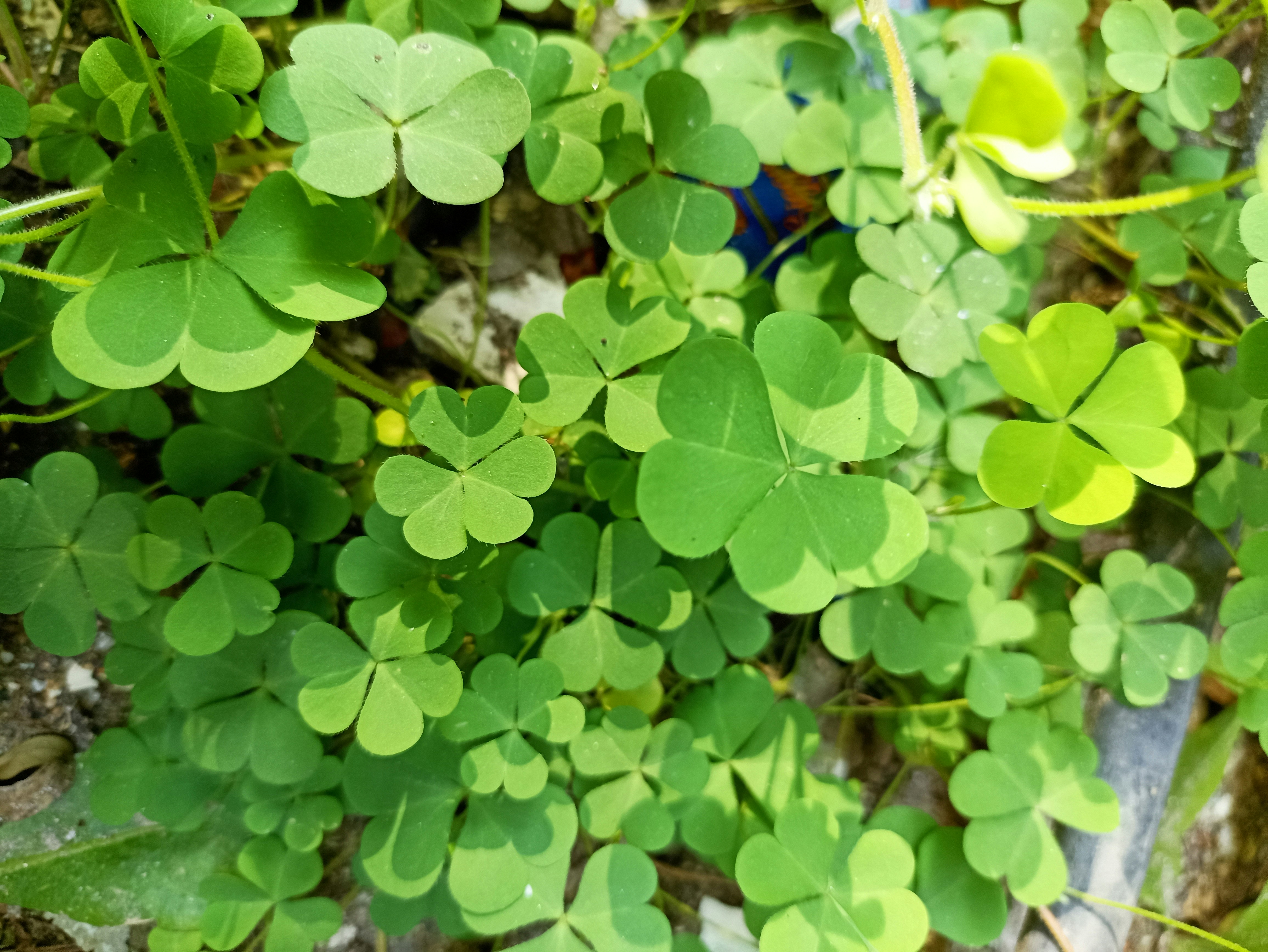 The Celtic Connection to Plant Spirits (image credits: unsplash)
