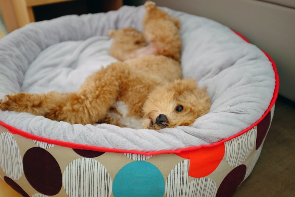 a brown dog laying in a polka dot pet bed
