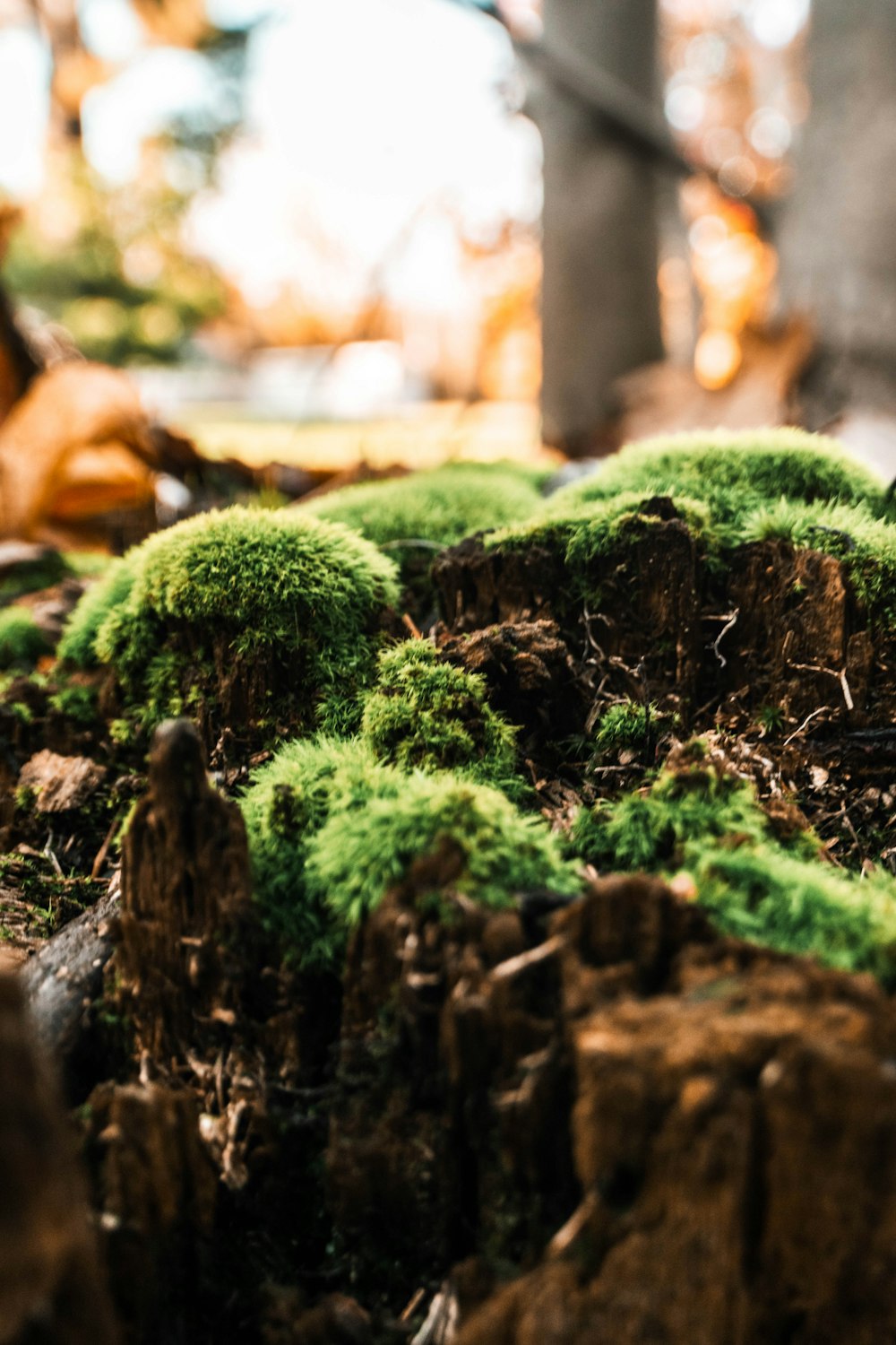 a close up of moss growing on a tree stump