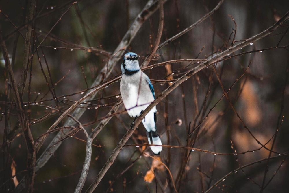 a blue and white bird perched on a tree branch