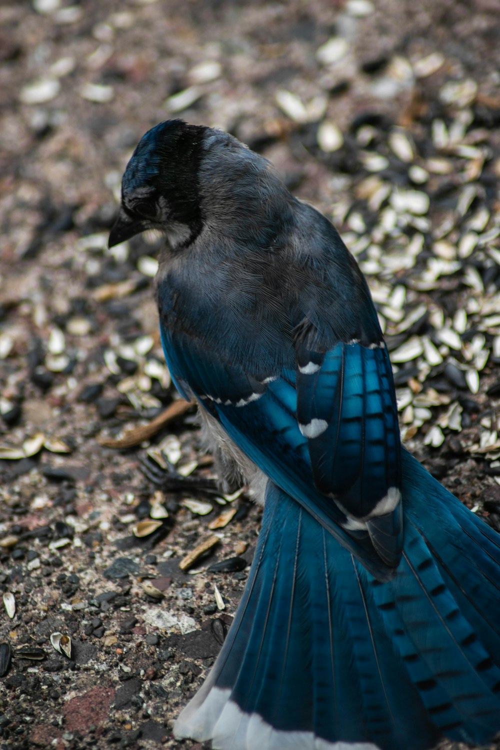 a blue and white bird sitting on the ground
