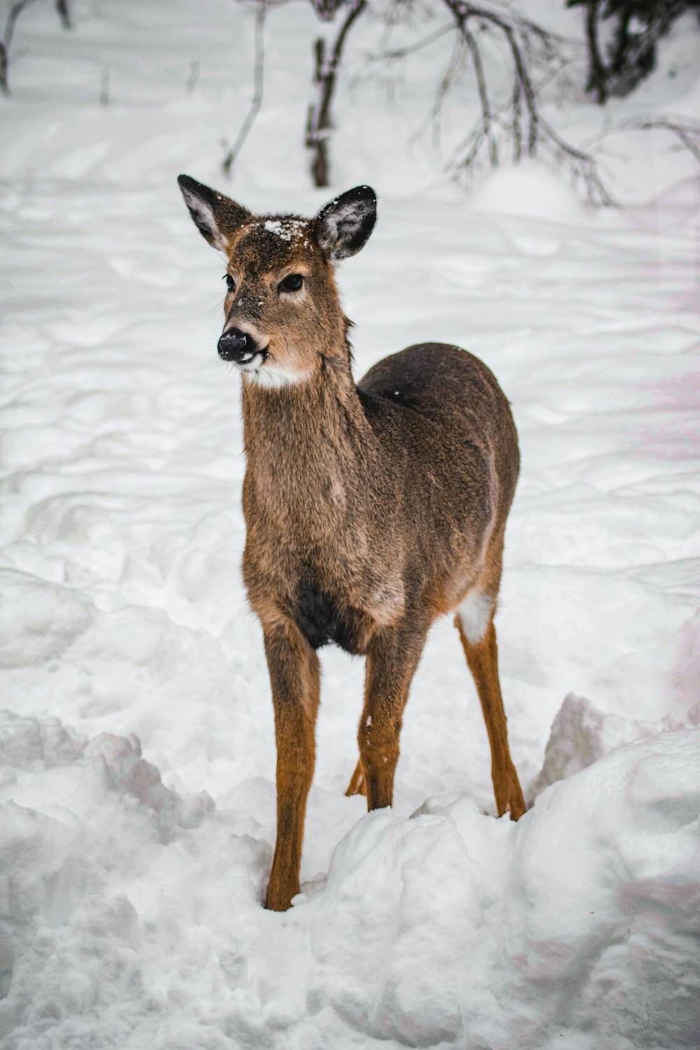 a deer standing in the snow looking at the camera