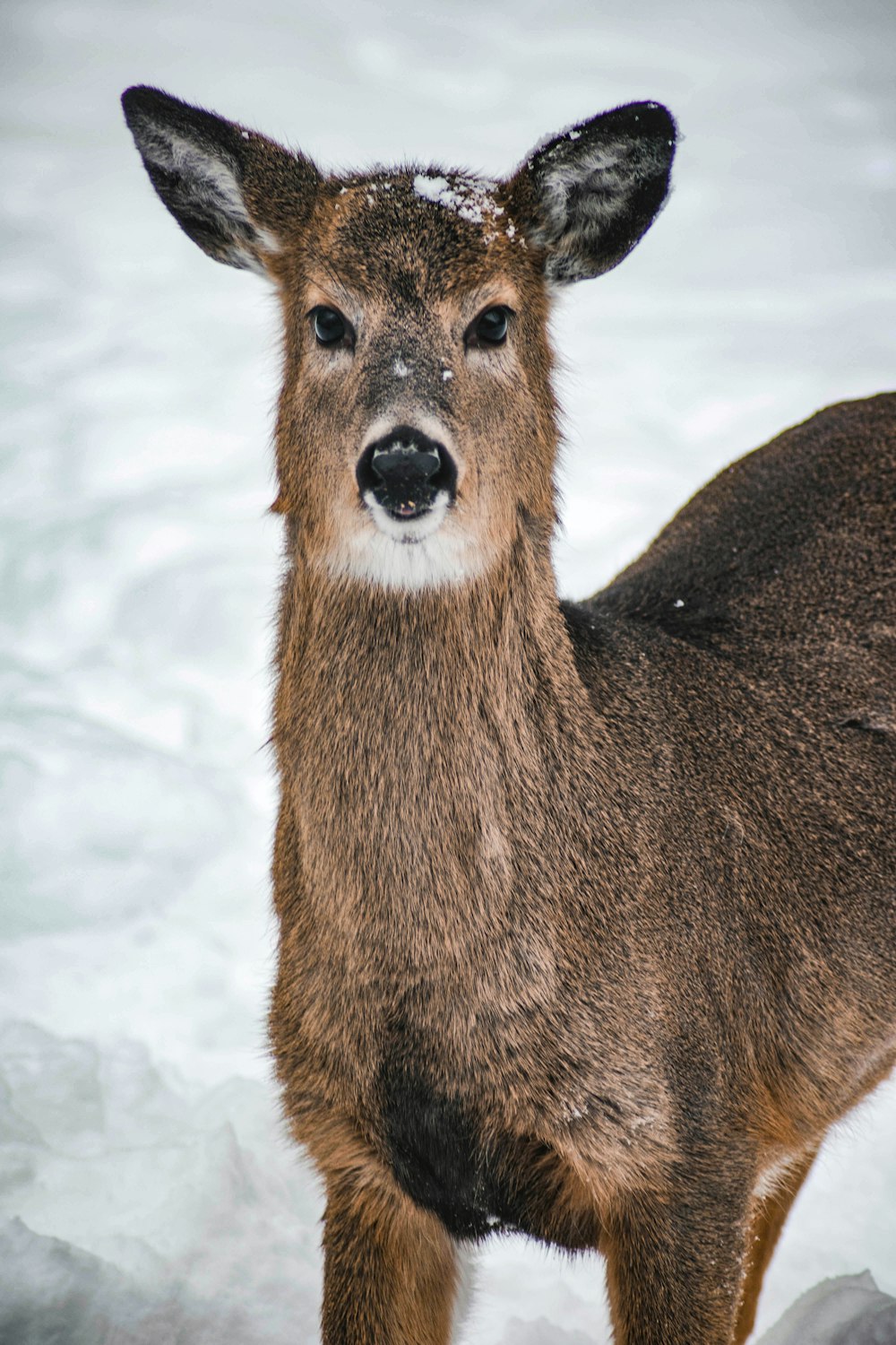 a close up of a deer in the snow