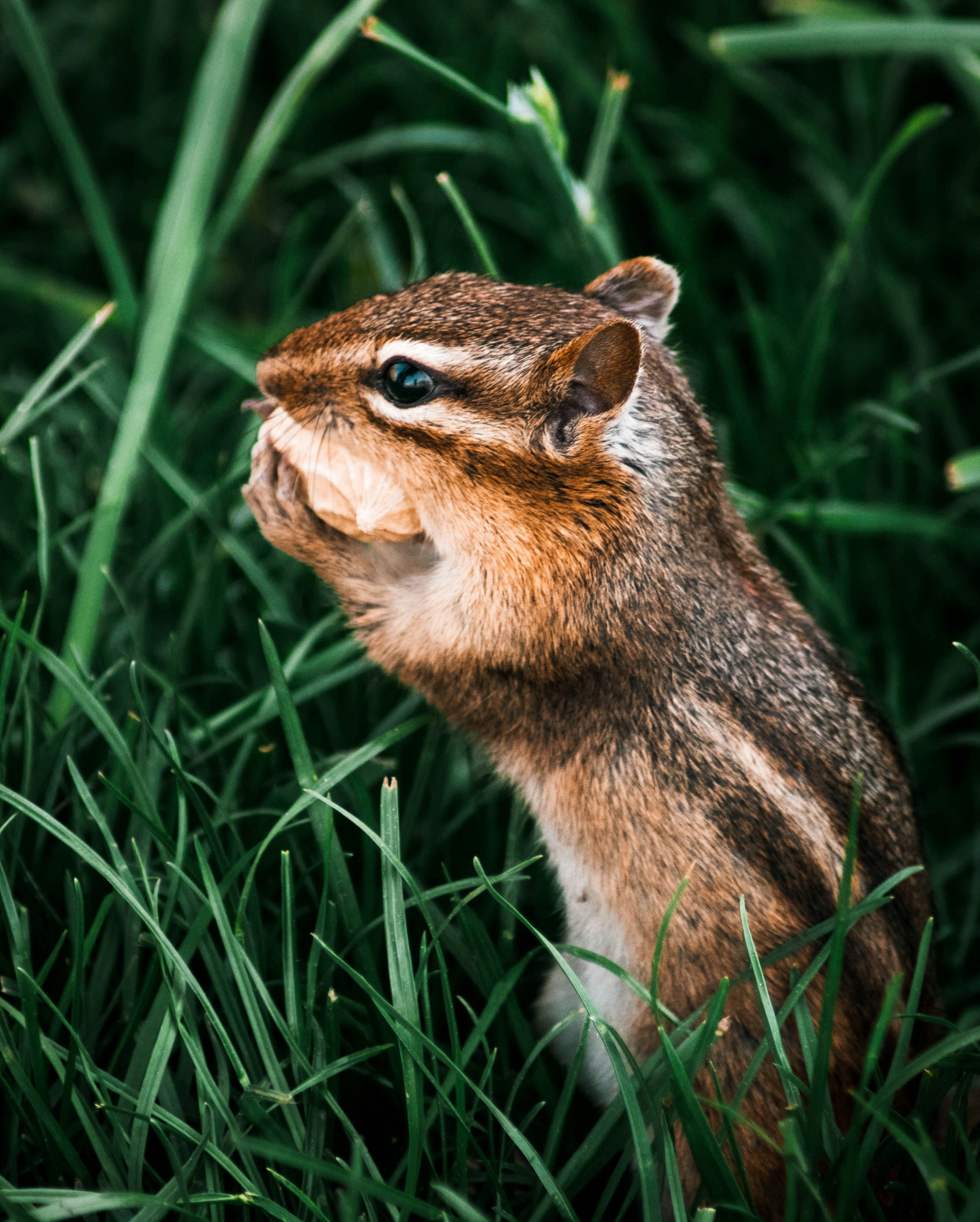A chipper chipping in the grass with its mouth open photo Free Usa