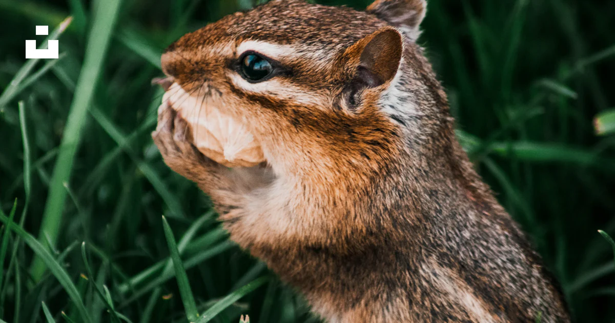 Chipper Expression A chipper chipping in the grass with its mouth open photo – Free ...