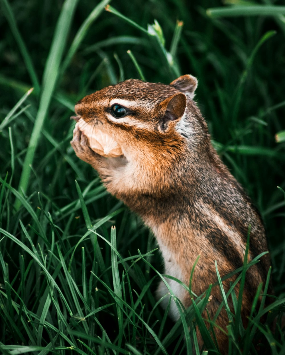 a chipper chipping in the grass with its mouth open