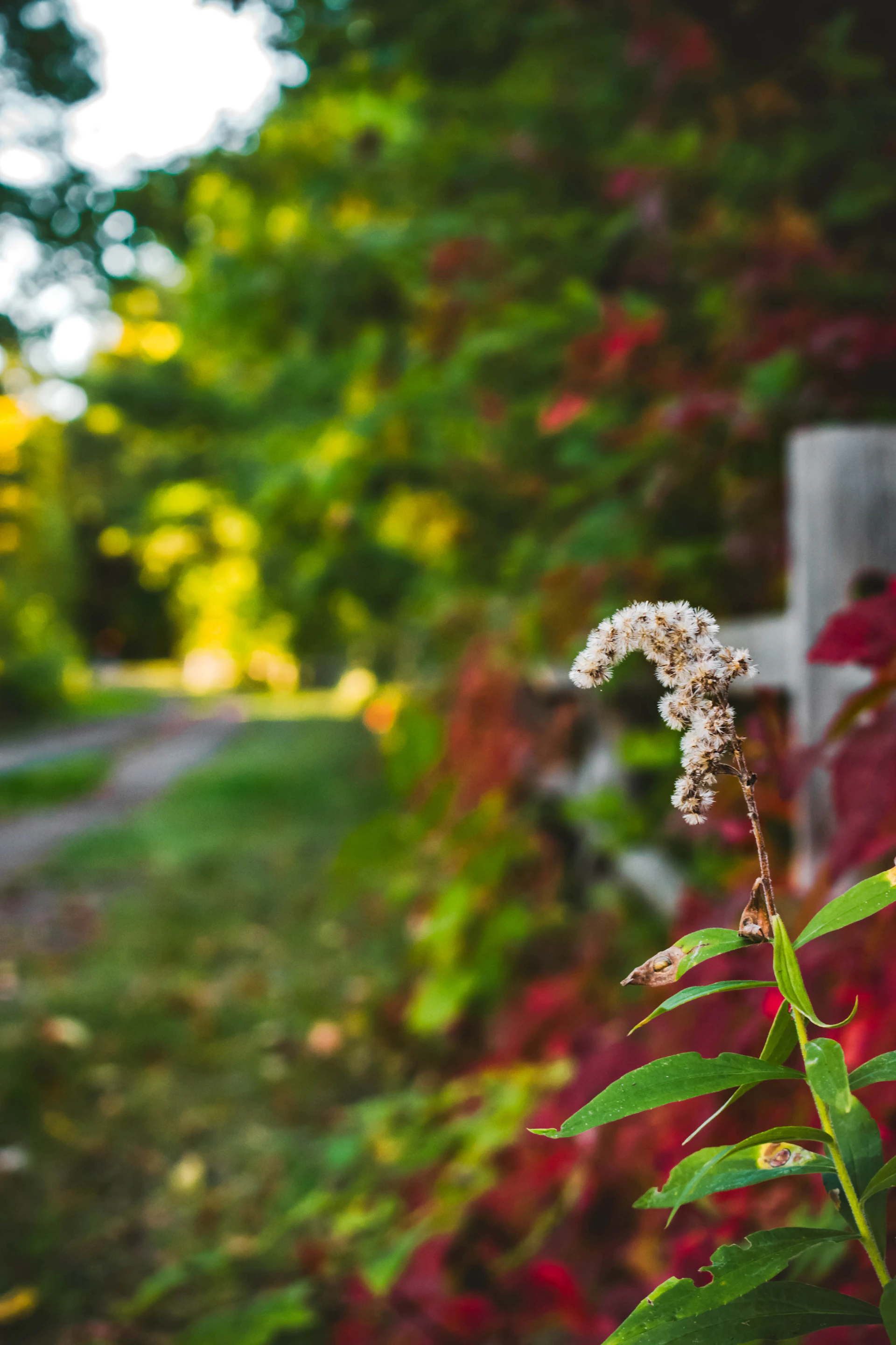 a white flower in front of a wooden fence