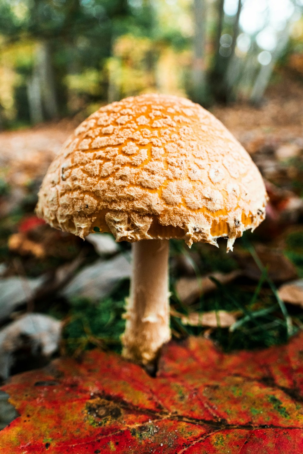 a close up of a mushroom on the ground