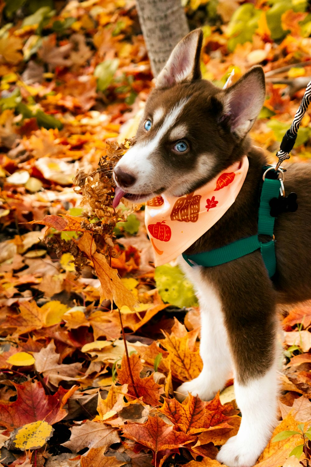 a husky dog wearing a bandana on a leash
