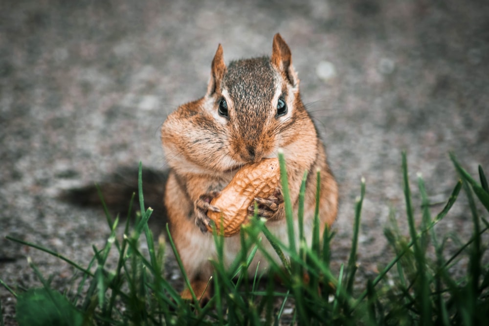 a squirrel eating a piece of food in the grass