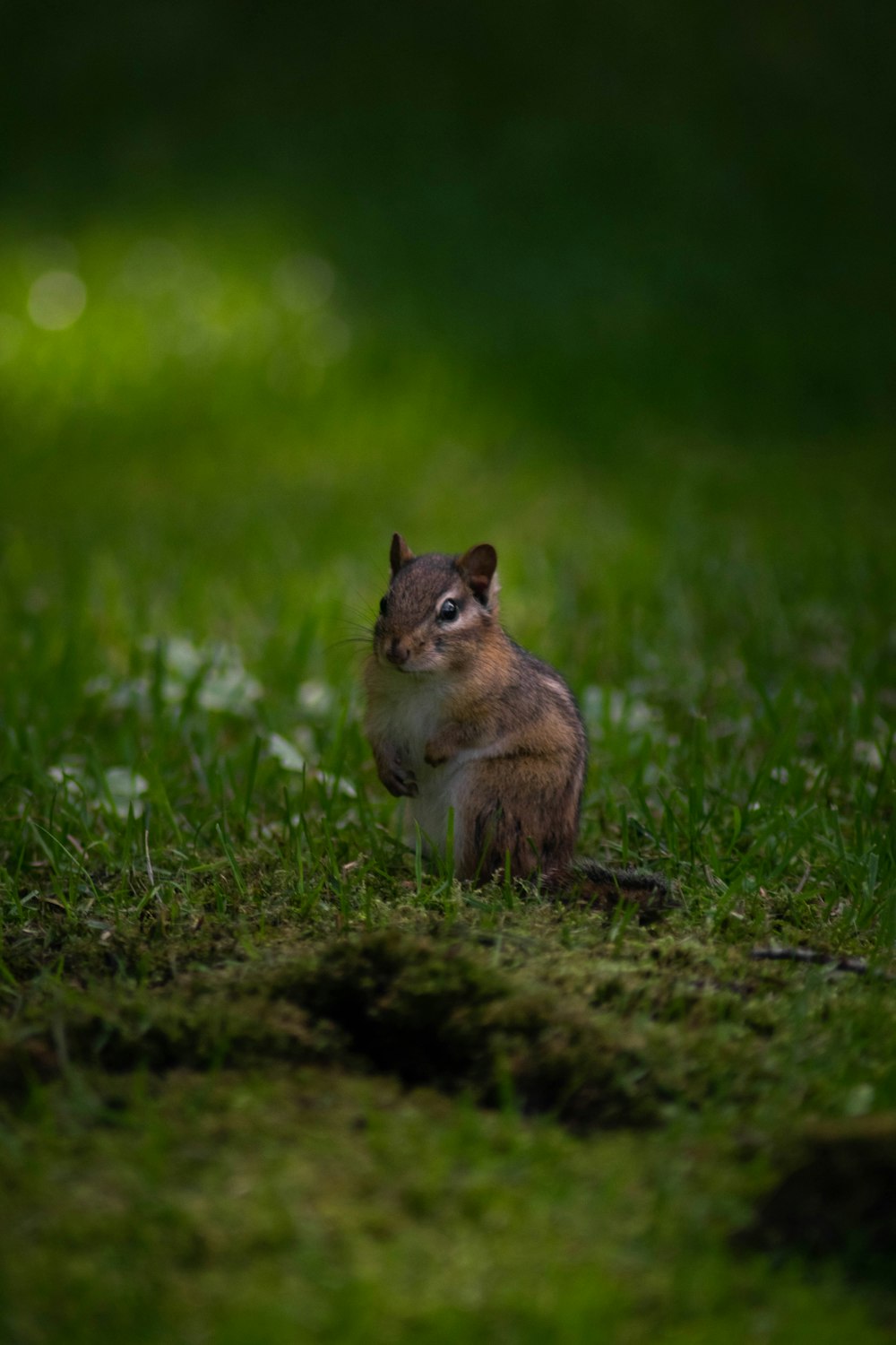 a small squirrel sitting in the grass