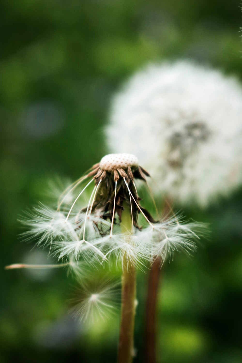 a close up of a dandelion with a blurry background