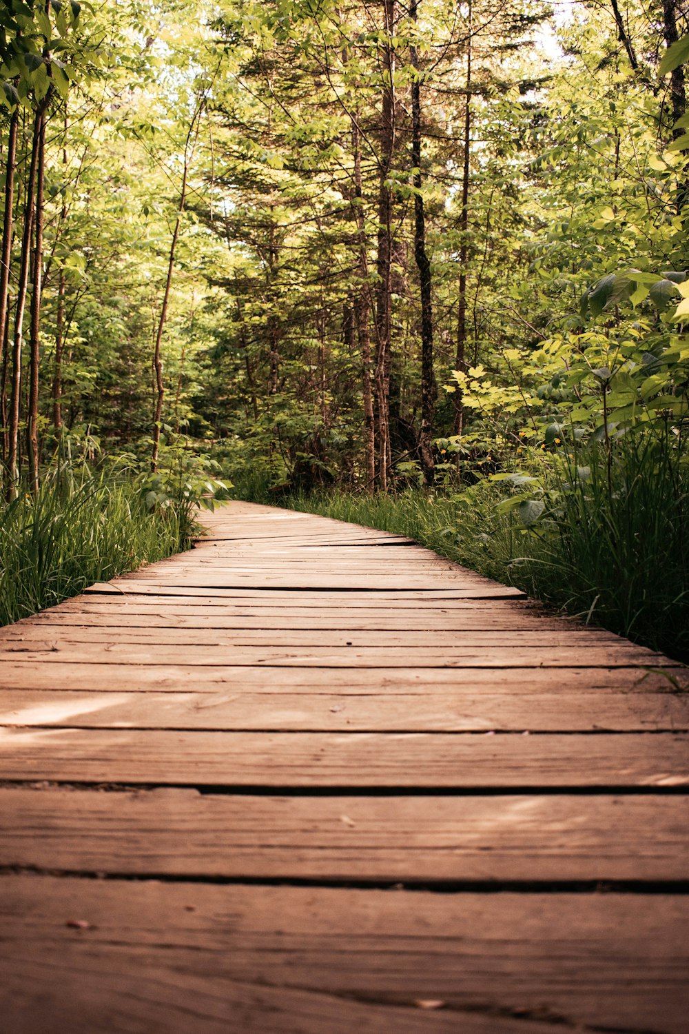 a wooden walkway in the middle of a forest