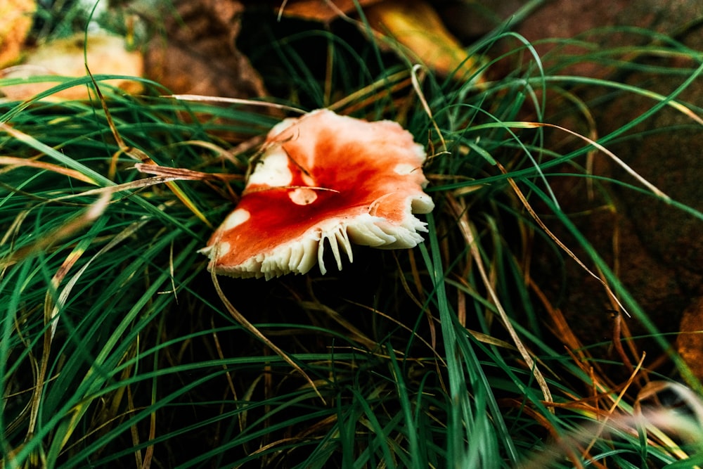 a close up of a mushroom on a tree