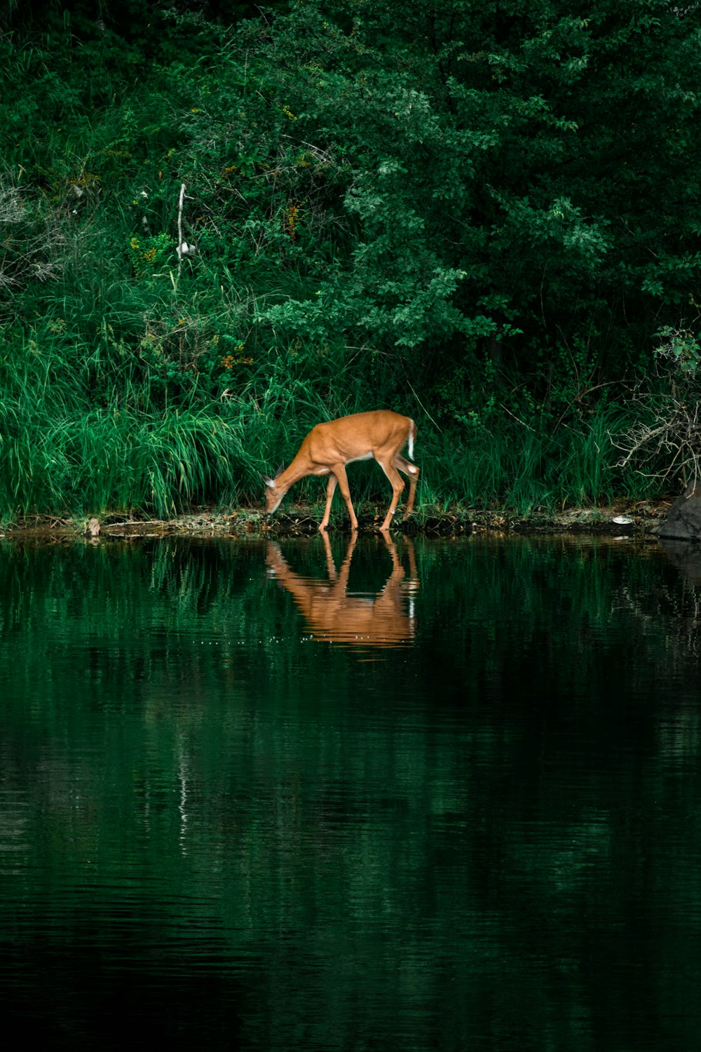 Un cervo che beve acqua da un lago circondato da alberi