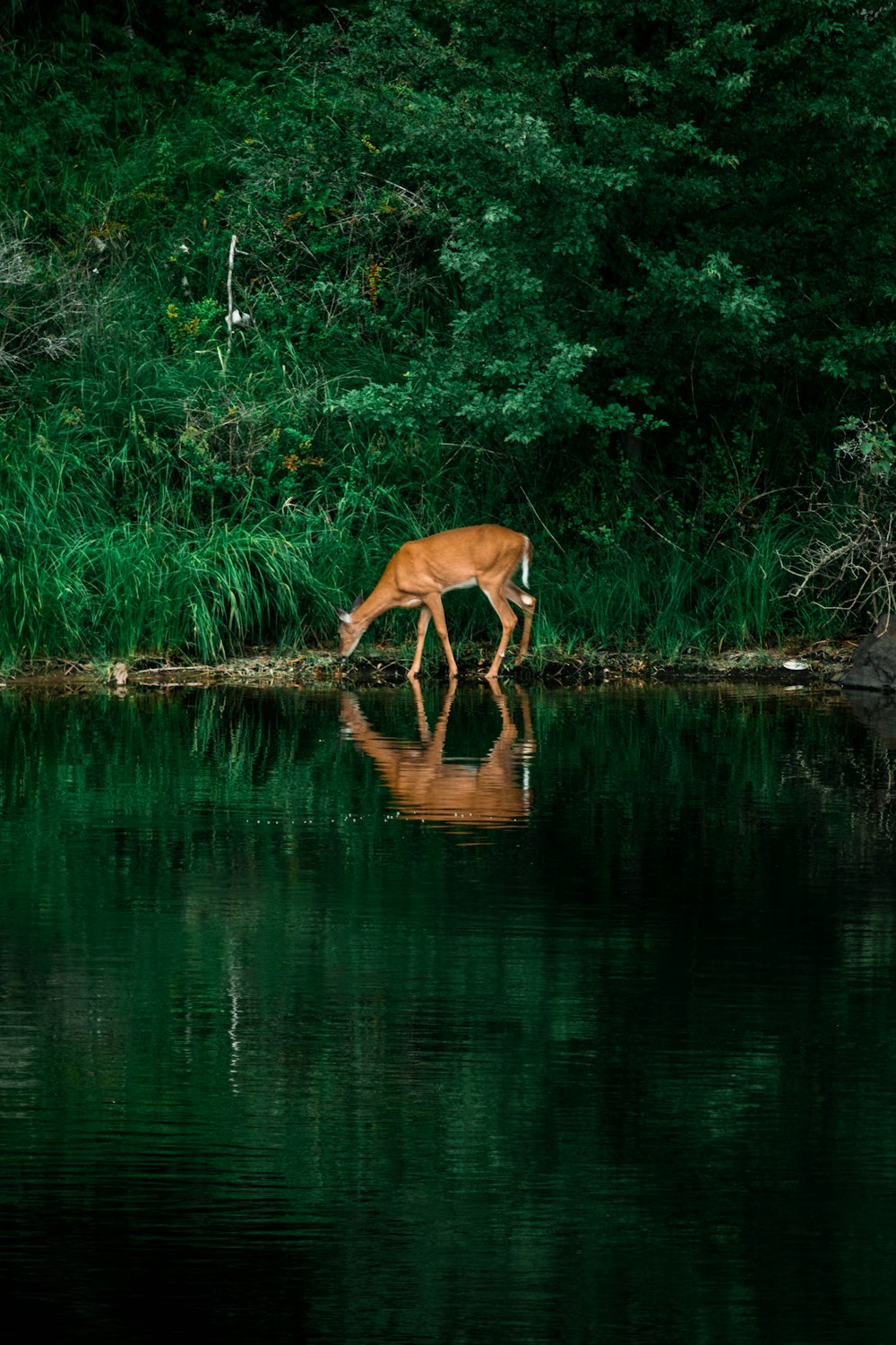 a deer drinking water from a lake surrounded by trees